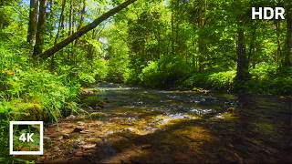 Forest Sounds with Gentle Stream & Birdsong | Black Forest Nature Ambience in 4K HDR for Sleep screenshot 4