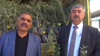 Çiftçilere Ücretsiz Zeytin Fidanı