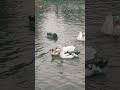Chronicles of a Beast: drowned ducks (pt. 2)