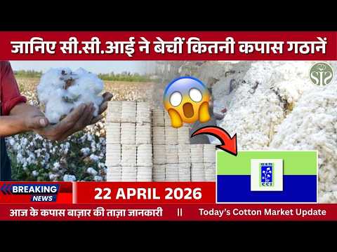 CCI Update: आज कितनी रुई गठानें बिकीं? 😱 | Cotton market price today | Cotton