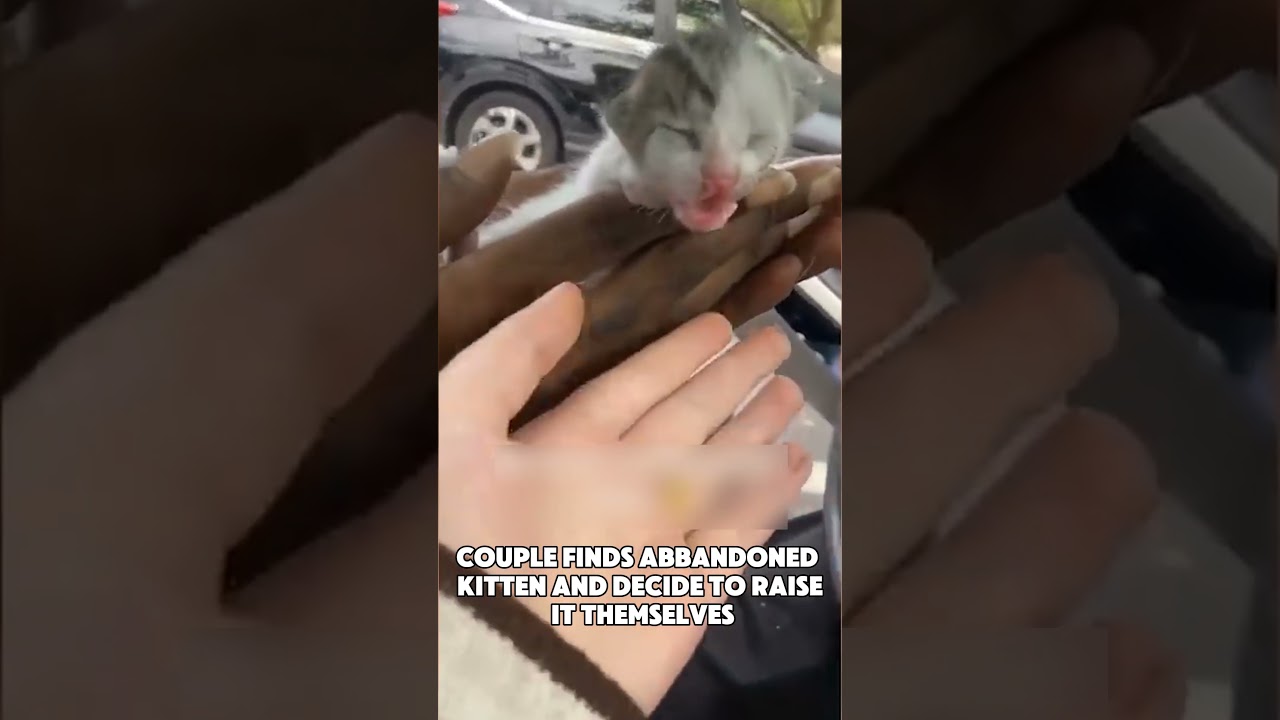 HUMANS SAVING ANIMALS FROM DANGER 😭 