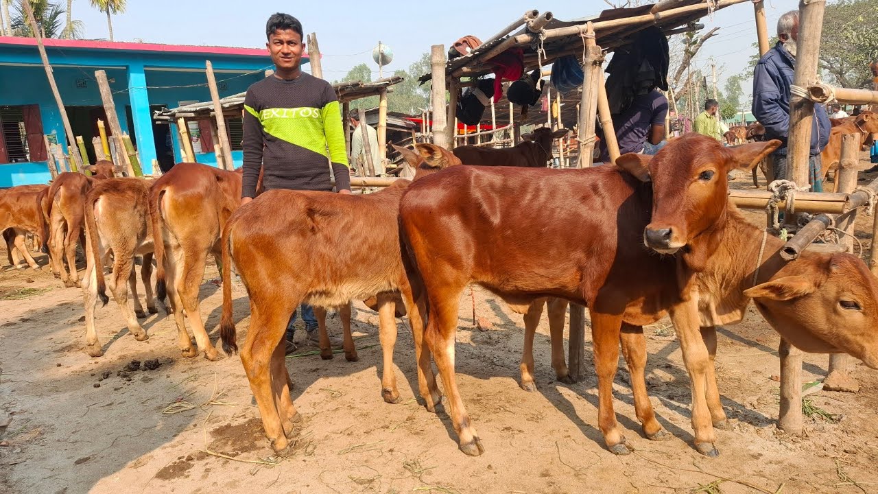আজ ১৫/১/২৬ | জামালপুরের খামারী কেমন দামে ছোট ছোট বাছুর কিনলেন | আমবাড়ী হাট 