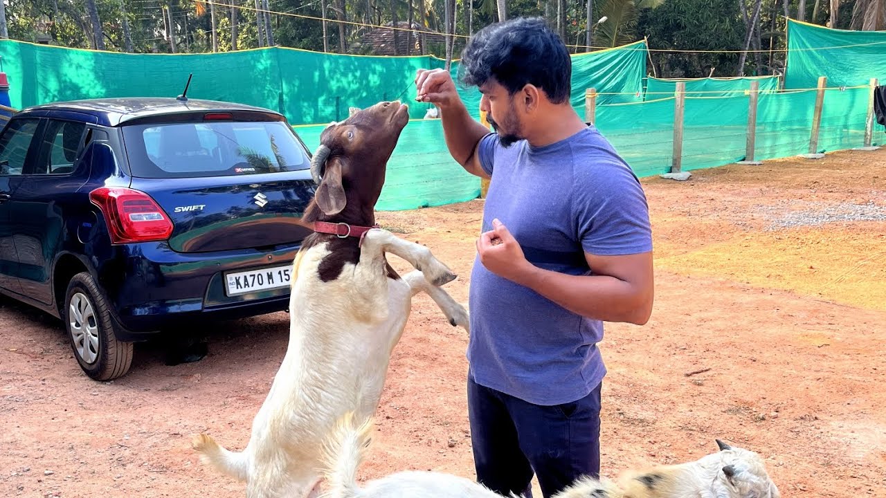 Making of Low Cost Super Hi-Tech Goat Shed - ShaNaz Farmhouse 