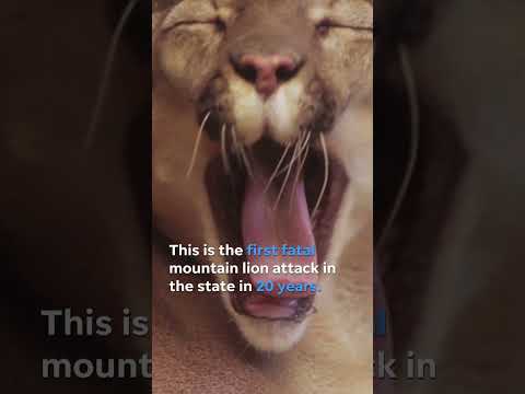 California state's first fatal mountain lion attack in 20 years #Shorts