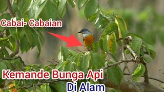 Burung Cabai Bunga Api