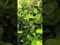 gujarati mini vlog -aaru n lae ramadva