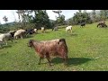 Koyun ve Keçiler sürüsü merada yayılımda 🌿🐏🐐🌿