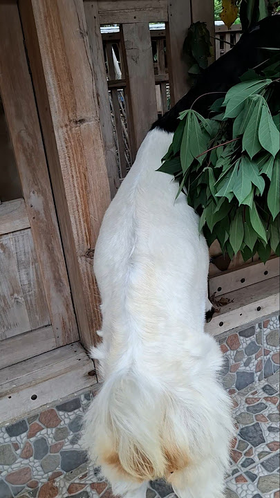 Neng Putri after spraining her ankle #kandangbakoh #shorts #nengputri #pitulas #sakera #barongan ...