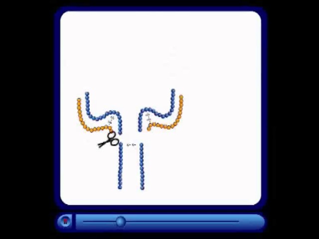 Строение иммуноглобулинов