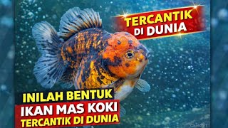Inilah Bentuk Ikan Mas Koki Tercantik Di Dunia