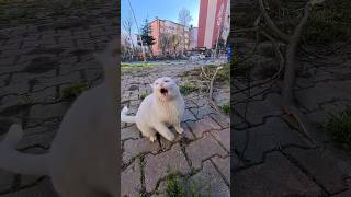 Angry White Cat Went Crazy.