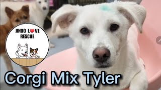 Meet Tyler! Jindo Corgi Mix rescued from a kill shelter!