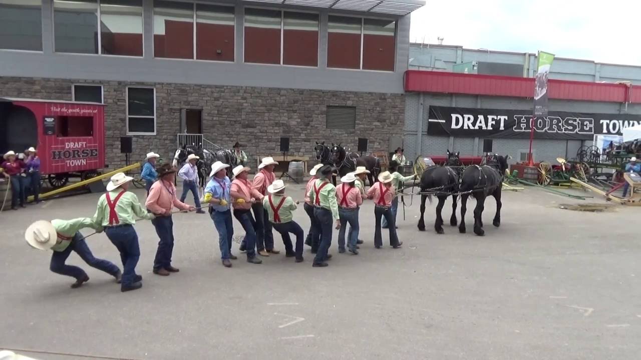 "DRAFT HORSE TOWN" CALGARY STAMPEDE 2016.