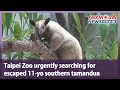 Taipei Zoo urgently searching for escaped 11-yo southern tamandua｜Taiwan News