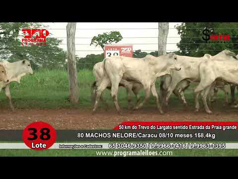 LOTE 38