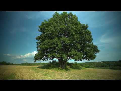 Неожиданный взгляд на Гнёздово в 2020 г. True Detective Style Teaser Неожиданный взгляд на Гнёздово в 2020 г. True Detective Style Teaser