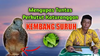 Perkutut Katuranggan Kembang Suruh