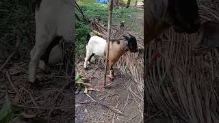 Kambing kacang #shorts