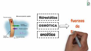 Diferencias entre Presión Hidrostática 🗜️,  Presión Osmótica 🌊 y Presión Oncótica 💉(animado)