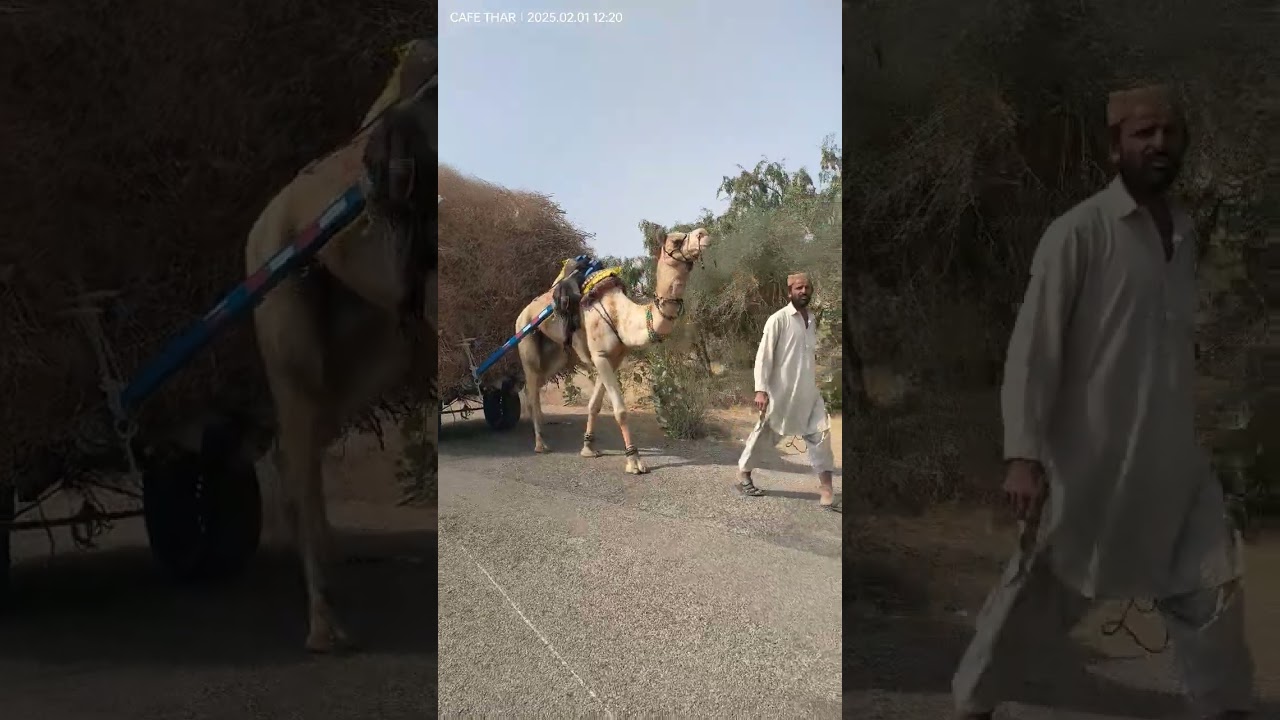 Very beautiful Camel with loaded cart