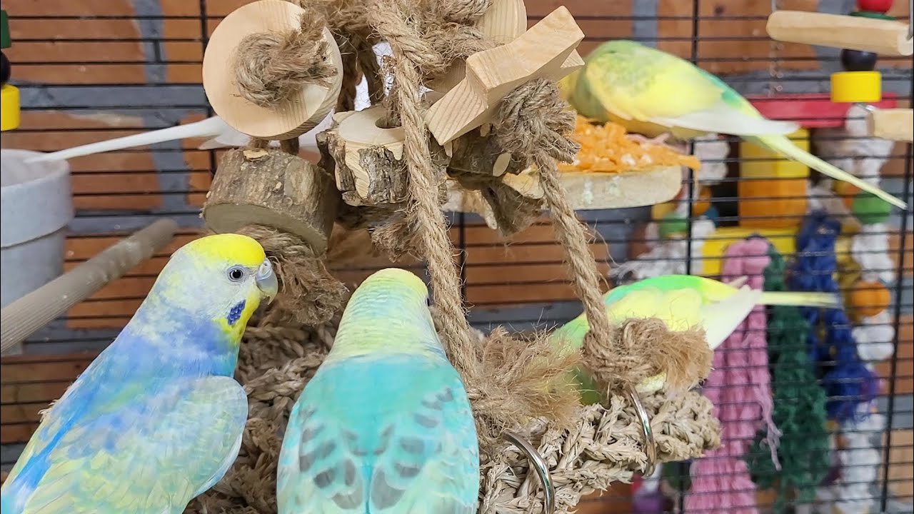7 hours of happy budgie sounds for relaxation