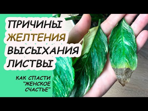 Сохнут и желтеют листья СПАТИФИЛУМА. Классификация причин, что делать?