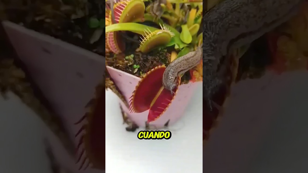 Planta CARNÍVORA vs BABOSA😱