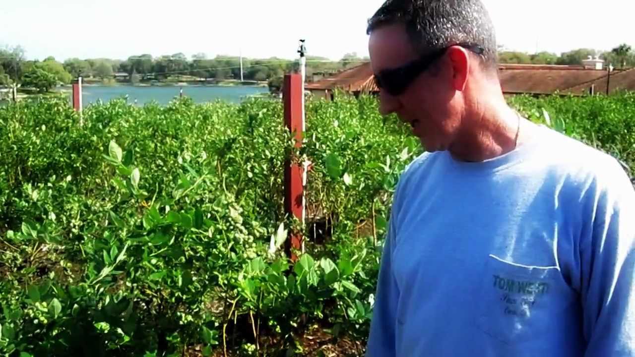 Freshfields Farm Local Blueberries 2012