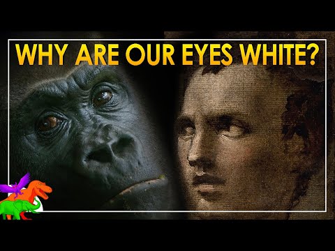 Why Are Human Eyes White? | The Cooperative Eye Hypothesis – Wrong?