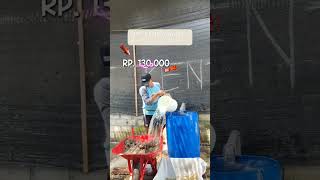 Nota murah telur jangkrik alam dan madu mulai dengan harga 130 ribuan aja loh!!! 📦🦗 #telurjangkrik