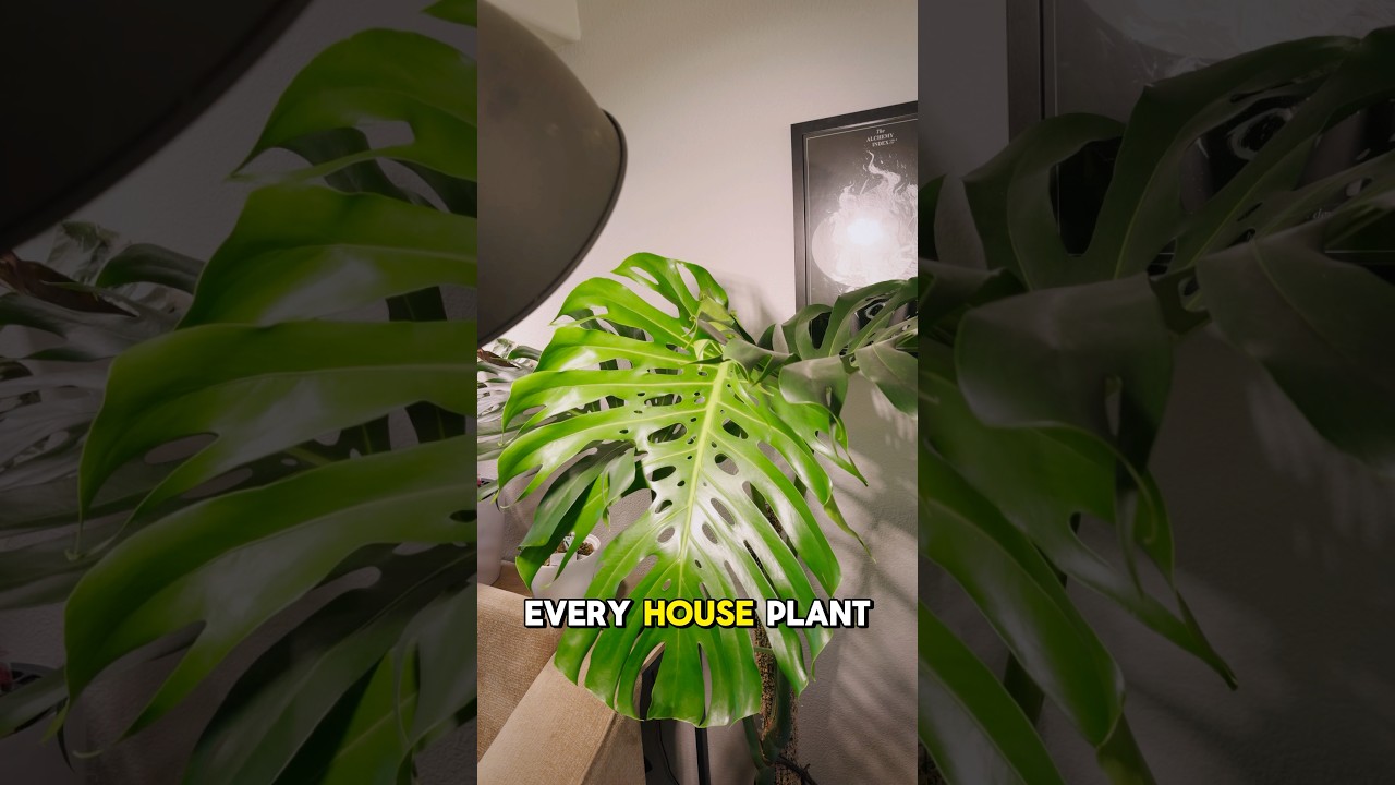 Что такое яркий рассеянный свет? 