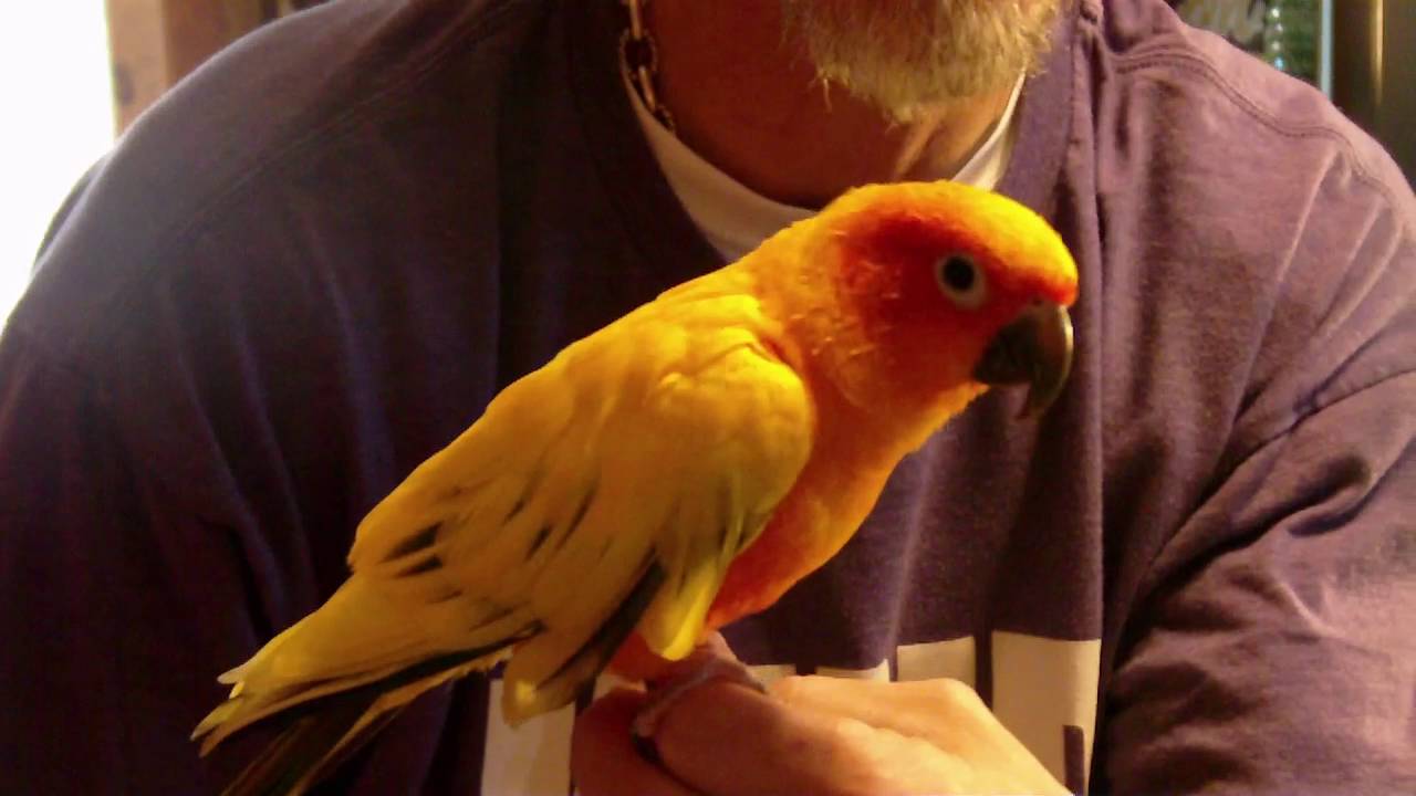 HEMPER BOX REVIEW ( MAY OPENING WITH CHICO )