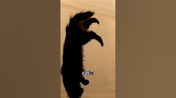 Animal Reaction on Zero Gravity