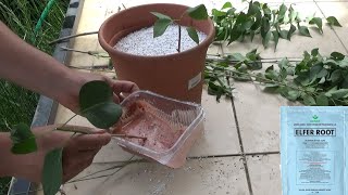 Köklendirme Hormonu Kullanarak Çelik Köklendirme Pratik Yöntem