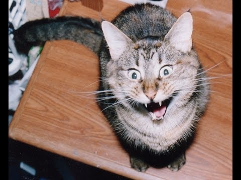 Cat boxing with