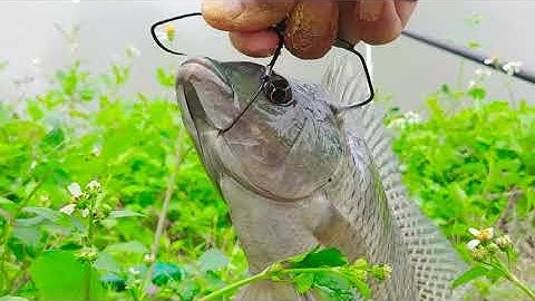 Câu lục đầu cần gặp đàn cá quấn ổ - phao nhấp nháy là có hàng