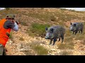 Chasse sanglier au maroc  wild boar  hunting 2023       partie 1