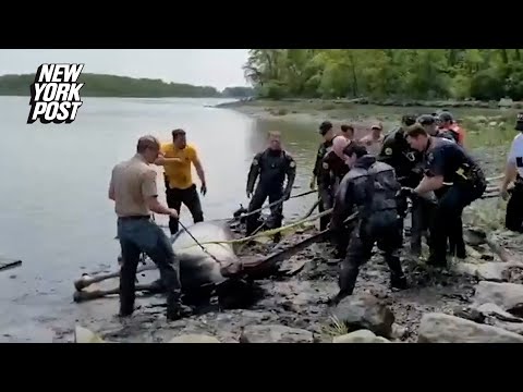 Watch the Incredible Moment a Horse is Rescued in NYC | New York Post