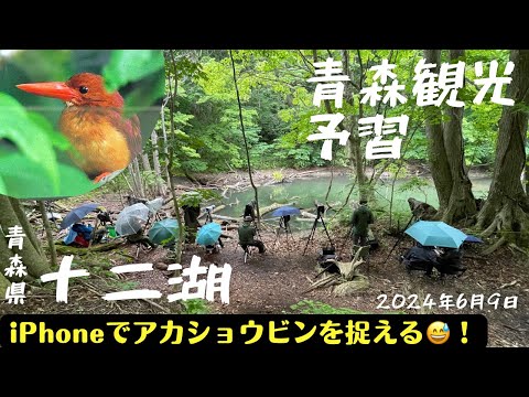 【青森観光・青森旅行】iPhoneでアカショウビンを撮る・十二湖・アオーネ白神【野鳥観察・ウォーキング・散策・自然音】