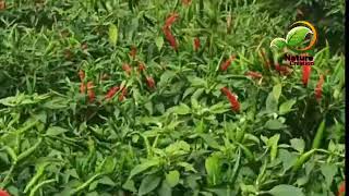 Enjoy Beautiful Nature With Rural Life Beautiful Chili Garden Nature Creation