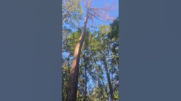 Setting a rope with the throw line ✔️🌳 #TCSW #trees #treework #treecare #shorts #fyp #labor
