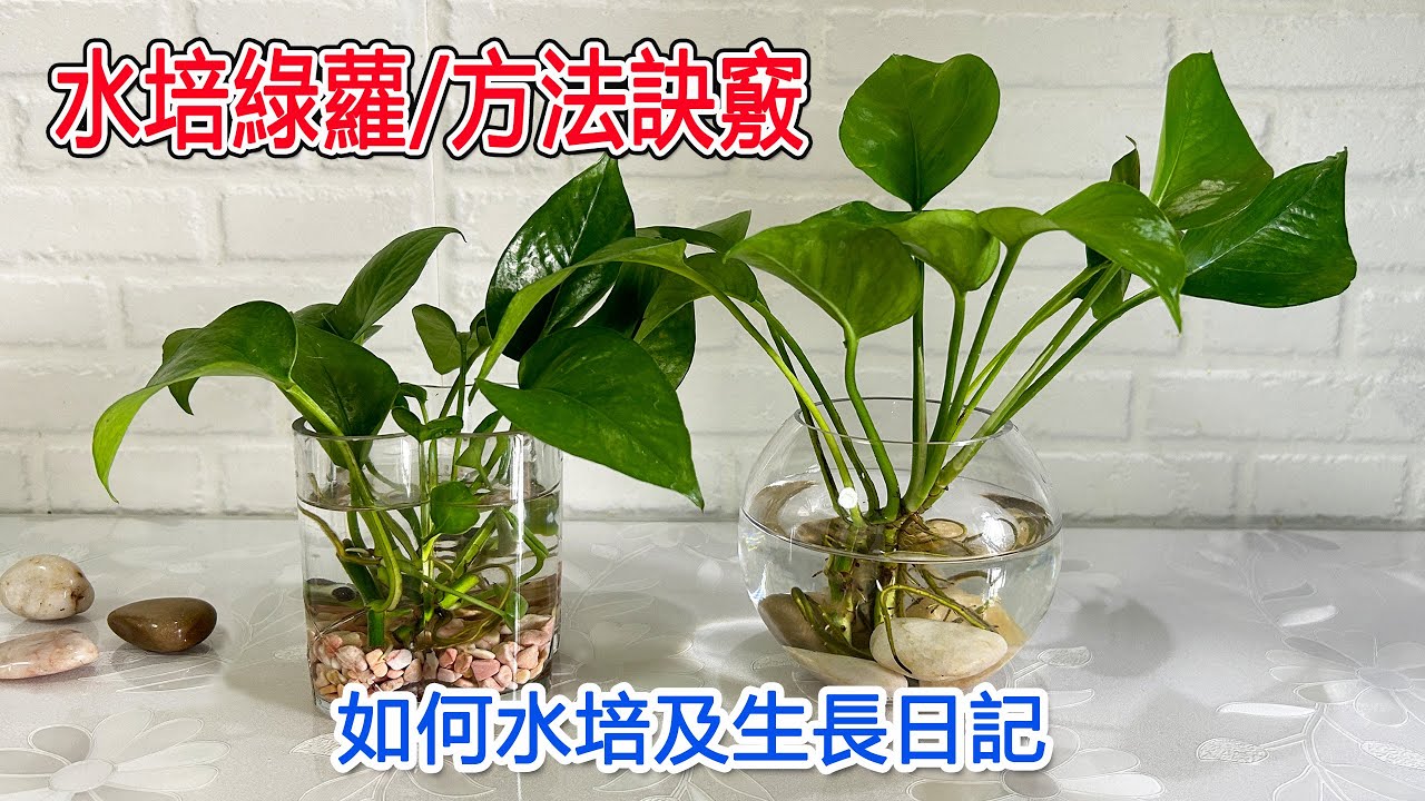 水培綠蘿真好養，很快冒出新根|水培方法分享，及療愈生長日記💕