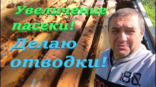 ✅ Делаю ОТВОДКИ ПЧЕЛ для увеличения пасеки! #ПЧЕЛОВОДСТВО5