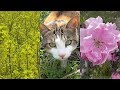 桃の花、菜の花と猫達