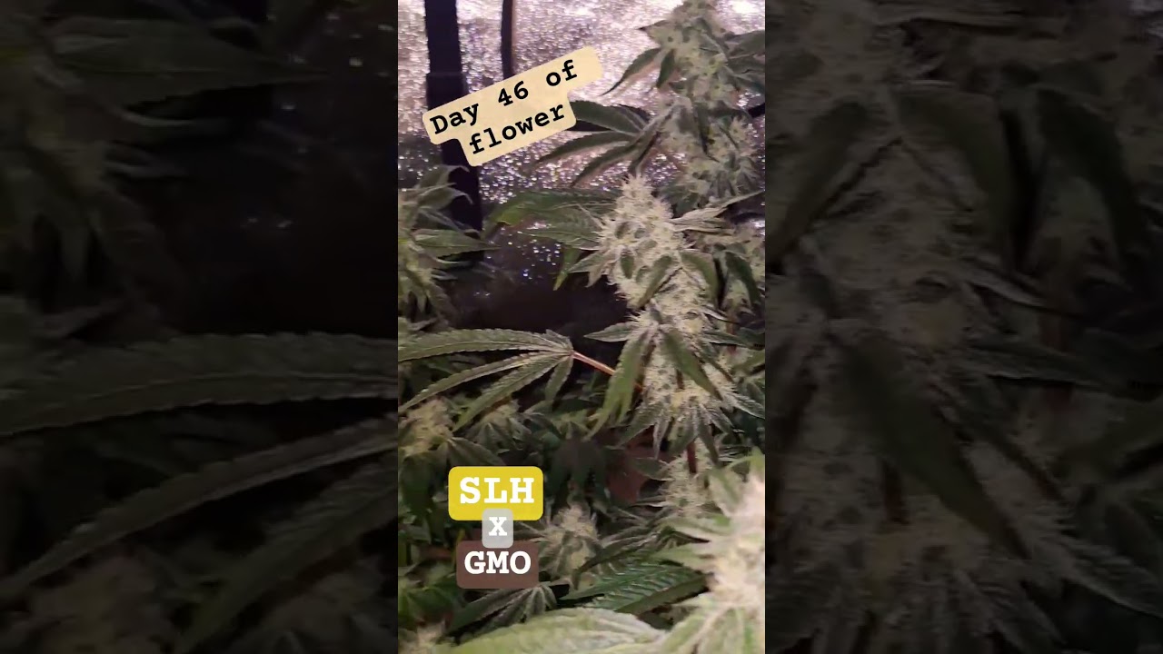 Super Lemon Haze X GMO by Greenhouse Seeds