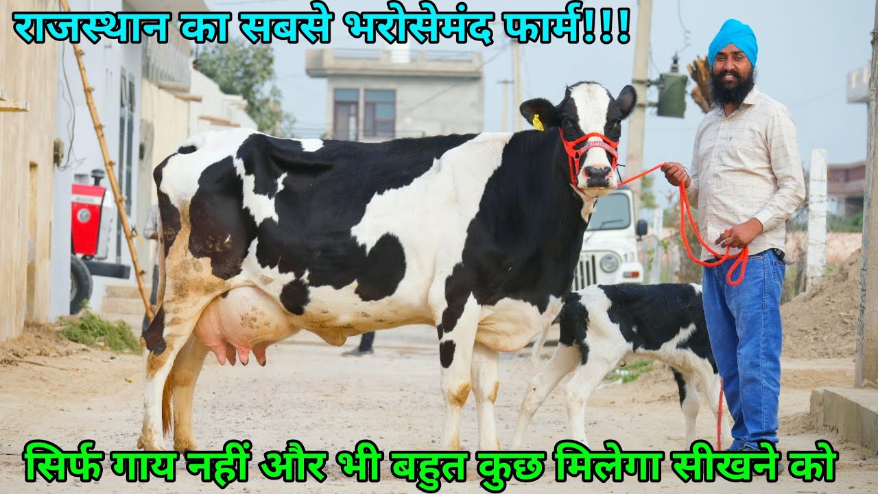 35 लीटर तक दूध और दाम 70000 से शुरू!! राजस्थान का सबसे भरोसेमंद फार्म। Top Cows Low Rates Gill Dairy