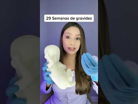 29 semanas de