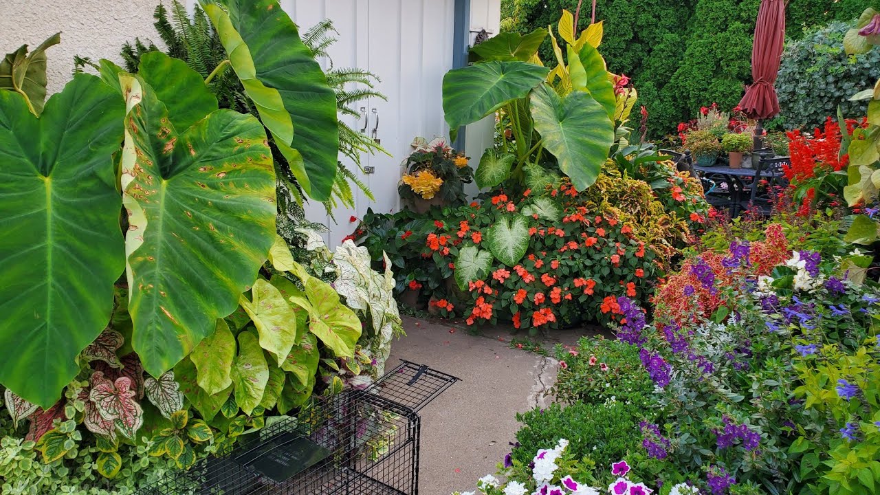 Экскурсия по контейнерному саду в конце лета, Миннесота, зона 5a