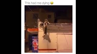 the lion King scene was refilmed 😁loved to capture them😂😜 ❤️😁😂 #shorts #acting #skills #funny #cats Wealth