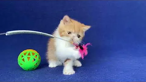 Watch the video about Exotic shorthair male kitten Red Mac Tabby and White of Majestymeow Cattery!